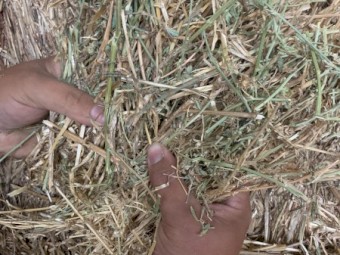 58mt Lucerne Hay Barley Straw Mix (Inglis Island) 22/23 Season