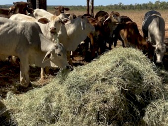 RHODES GRASS HAY - irrigated & fertilised