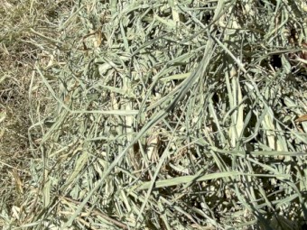 RHODES GRASS HAY - irrigated & fertilised