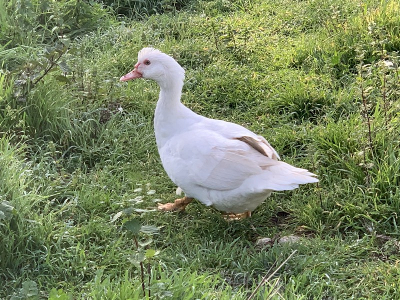 2 Muscovy Ducks and 1Drake