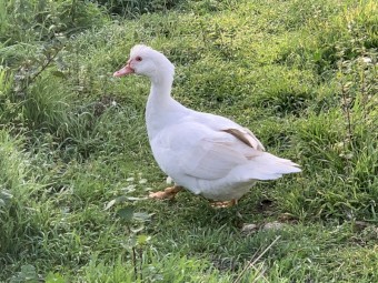 2 Muscovy Ducks and 1Drake