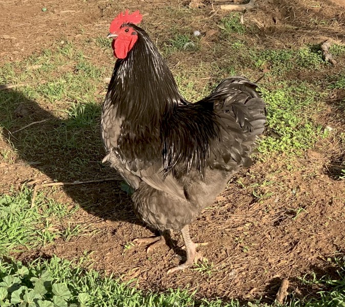 Pure bred Australorp rooster