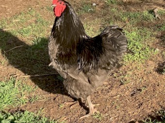 Pure bred Australorp rooster