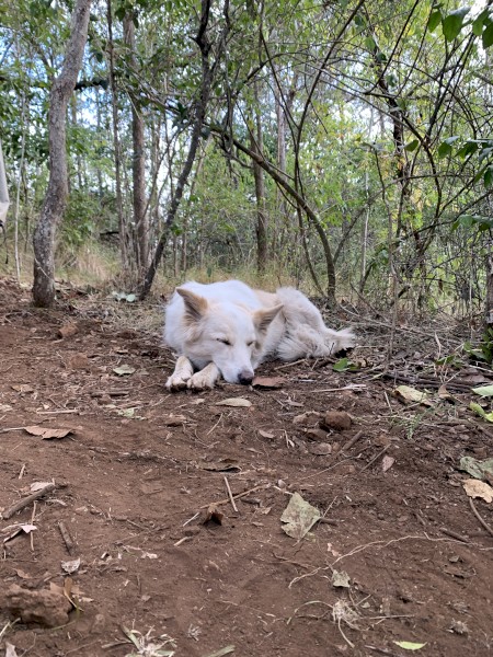 Male Border, desexed