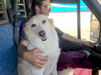 Male Border, desexed