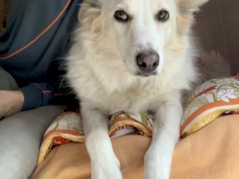 Male Border, desexed