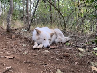 Male Border, desexed