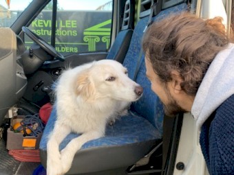 Male Border, desexed