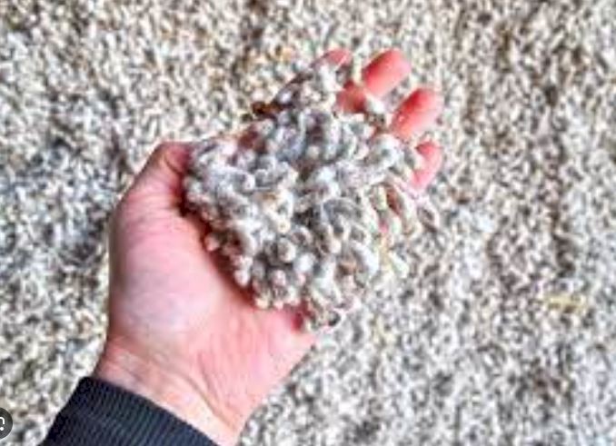 Whole Cottonseed ex MIA