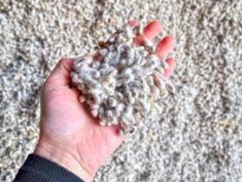 Whole Cottonseed ex MIA