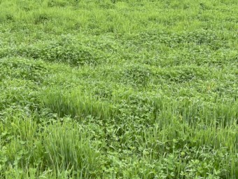 Silage Rounds - EOI for 2023 fodder crop