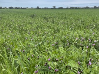 Silage Rounds - EOI for 2023 fodder crop