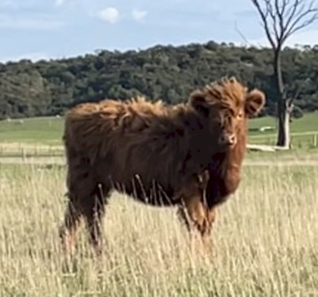 Highland. Cattle 