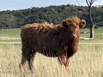 Highland. Cattle 