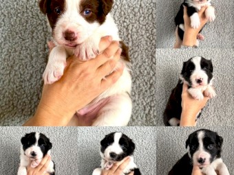 Border Collie Pups - 4 boys 2 girls