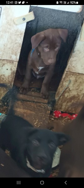 Excellent Working blood lines 