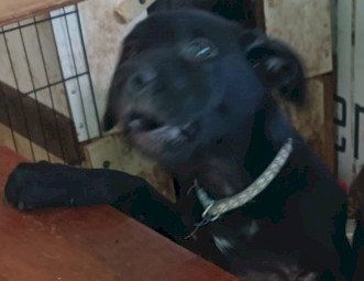 Excellent Working blood lines 