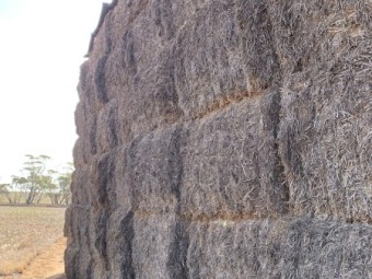 100t Vetch hay 20/21