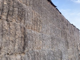 100t Vetch hay 20/21