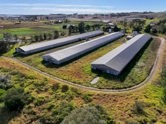 Farming Chicken Sheds