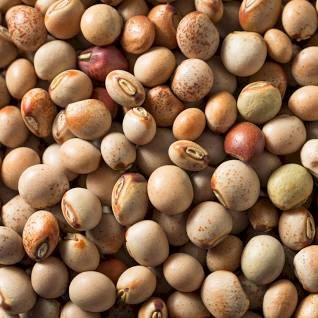 WANTED Good quality Pigeon Peas (Cajanus Cajan)
