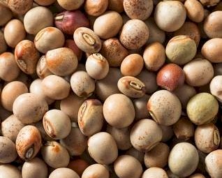 WANTED Good quality Pigeon Peas (Cajanus Cajan)