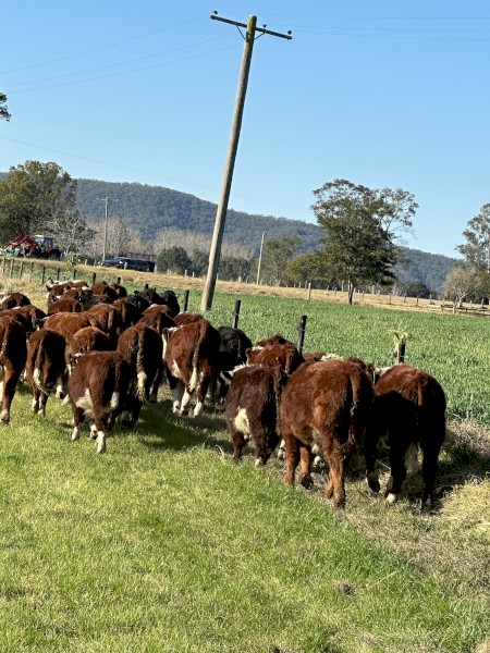43 Quality Hereford Weaned Steers