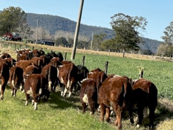 43 Quality Hereford Weaned Steers
