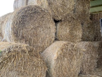 Wheaten Oaten Hay Round 5x4 420 kgs 