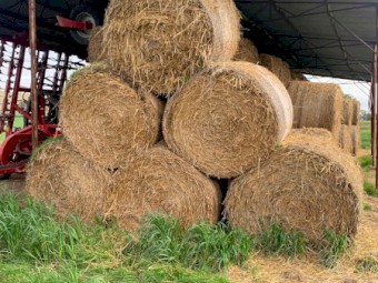 Wheaten Oaten Hay Round 5x4 420 kgs 