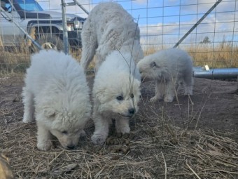 Maremma livestock guardian pups. 