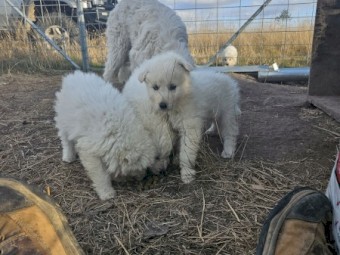 Maremma livestock guardian pups. 