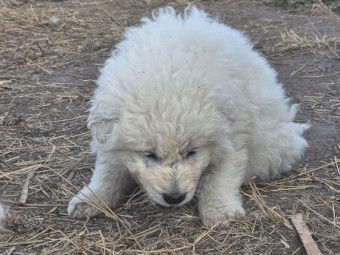 Maremma livestock guardian pups. 