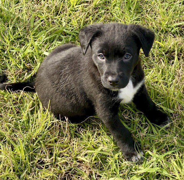 Border Collie/Kelpie Cross Puppies For Sale | Farm Tender