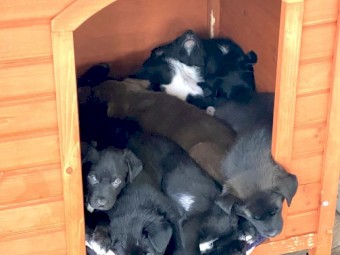 Border Collie/Kelpie Cross Puppies For Sale
