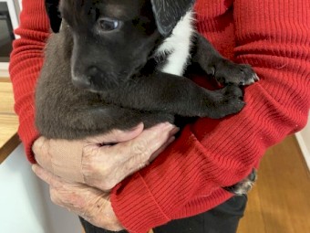 Border Collie/Kelpie Cross Puppies For Sale
