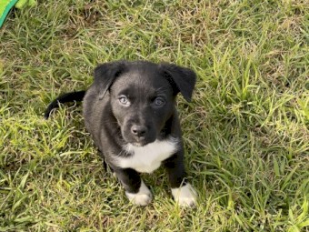 Border Collie/Kelpie Cross Puppies For Sale