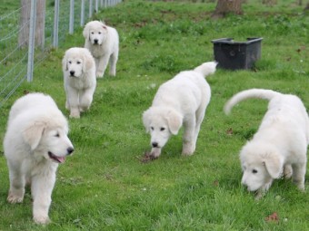 Maremma Pups
