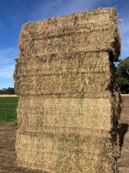 2022 Lucerne Hay