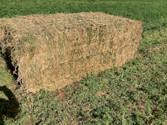 2022 Lucerne Hay