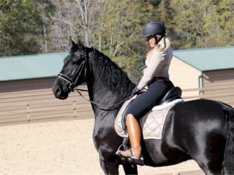 16hands, Amazing Movement! Top Level Friesian , 7yo Gelding