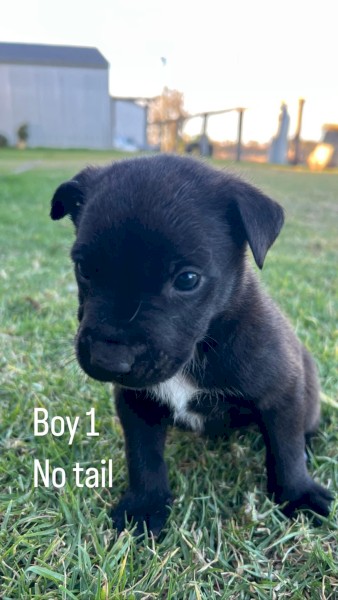 Black Kelpie X Pups 