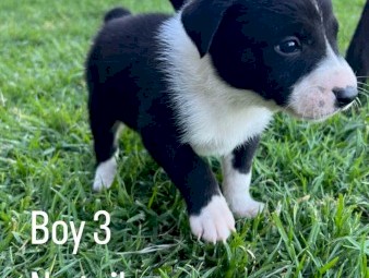 Black Kelpie X Pups 