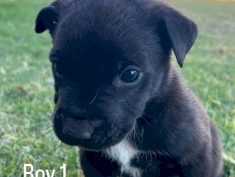 Black Kelpie X Pups 