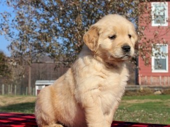 Beautiful Golden Retriever Puppies for sale
