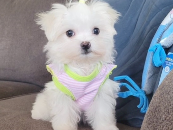 Maltese puppies for sale 