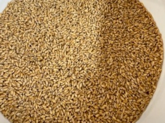 40mt Rockstar Wheat