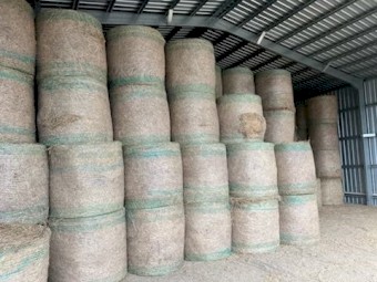 Good Quality Rhodes Grass 4*4