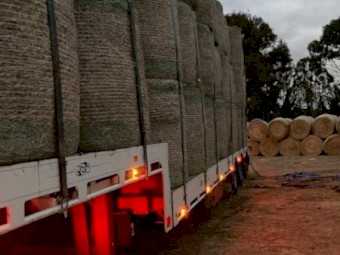 Good Quality Rhodes Grass 4*4