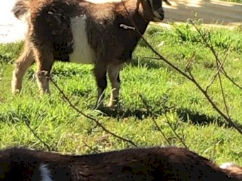 Australia Miniature goats 